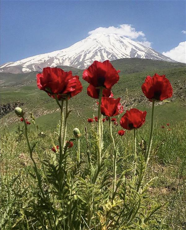 هنر عکاسی محفل عکاسی سمانه رضایی لاریجانی