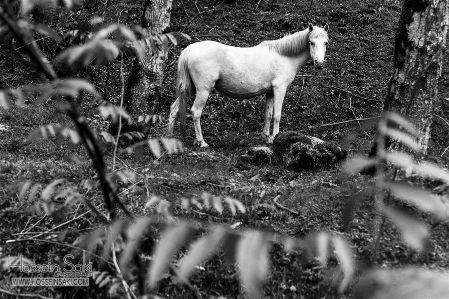 هنر عکاسی محفل عکاسی hossein saki #hossein _saki #horse #forest #mother