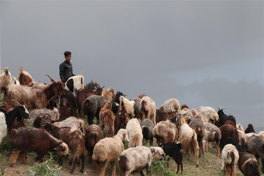 هنر عکاسی محفل عکاسی ارغوان اخگر