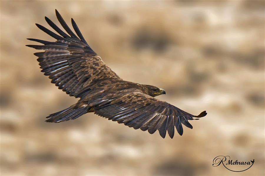 هنر عکاسی محفل عکاسی Raheleh Mehrasa پرواز بر بال های عقاب
اندازه اثر ۳۰×۴۰
چاپ شده بر روی شاسی