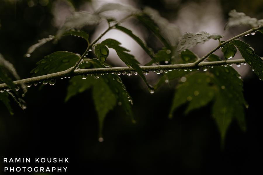 هنر عکاسی محفل عکاسی رامین کوشک سرایی باران