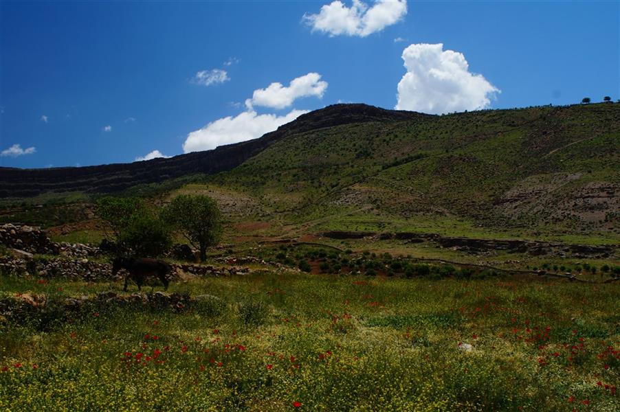 هنر عکاسی محفل عکاسی نجمه نوشادی دلم که تنگ می شود...؟