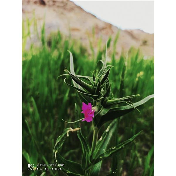 هنر عکاسی محفل عکاسی حنانه آخوندی عکاسی منظره لنداسکیپ
#عکاسی #منظره #photography #حنانه