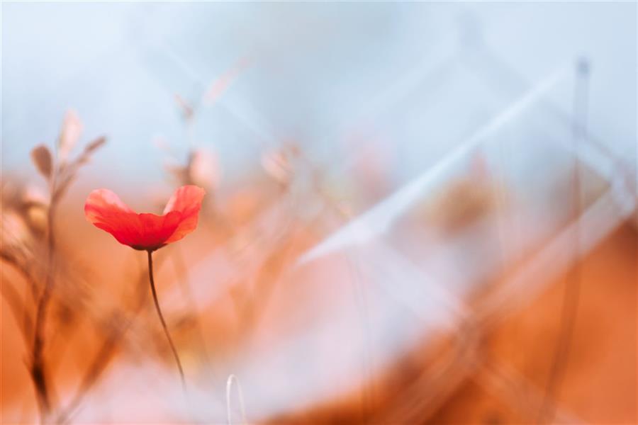 هنر عکاسی محفل عکاسی Mohammad #photography#photo#macro#color#bokeh#light#flower#