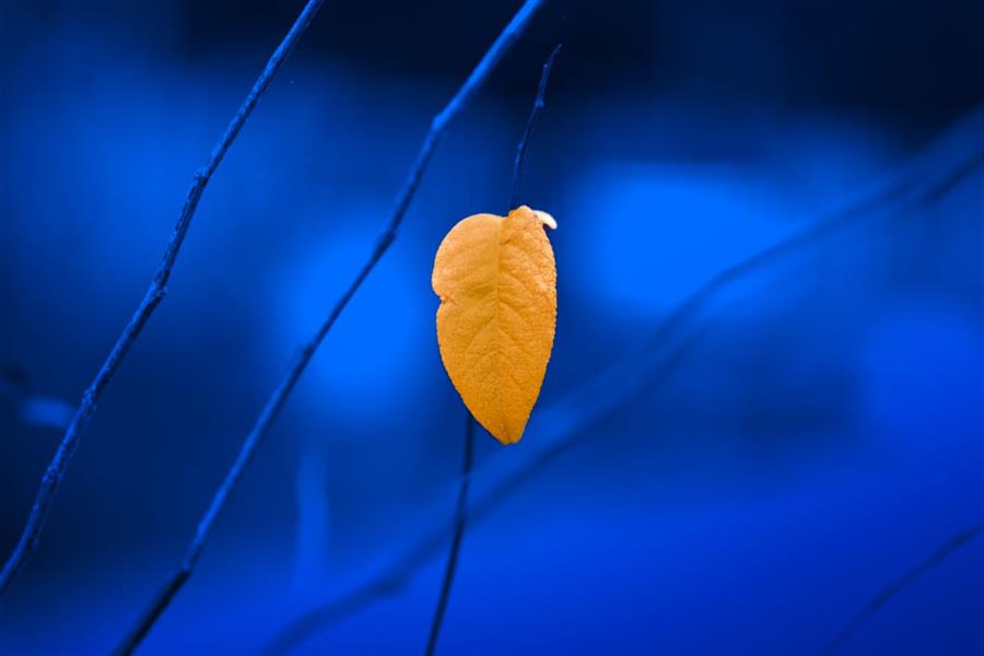 هنر عکاسی محفل عکاسی Mohammad #photography#macro#contrast#color#autumn