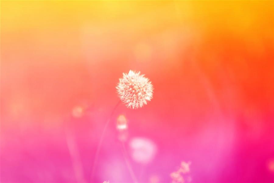 هنر عکاسی محفل عکاسی Mohammad #photography#macro#color#flower#nature#
