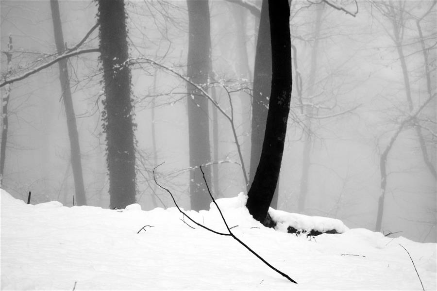 هنر عکاسی محفل عکاسی Mohammad #photography#landscape#blackandwhite#winter#snow#tree