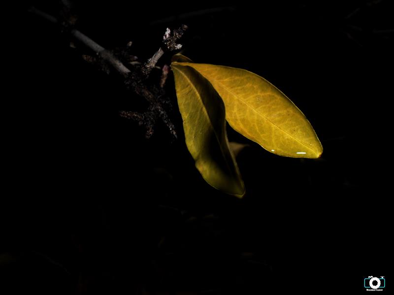 هنر عکاسی محفل عکاسی محمد طالقانی Yellow in Darkness
#محمد_طالقانی
