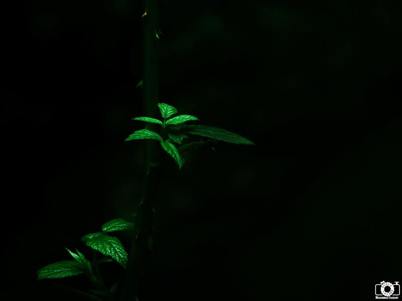 هنر عکاسی محفل عکاسی محمد طالقانی Green in Dark
#محمد_طالقانی