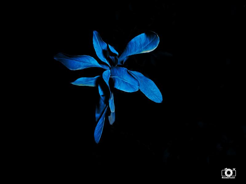 هنر عکاسی محفل عکاسی محمد طالقانی Dark.blue