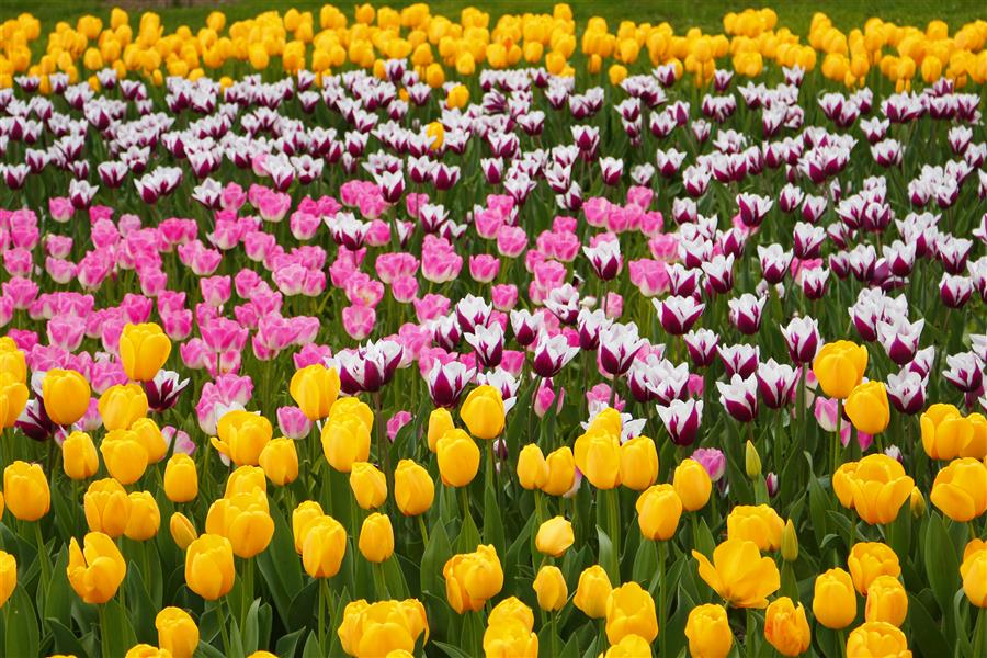 هنر عکاسی محفل عکاسی ابوالفضل خدادادی 