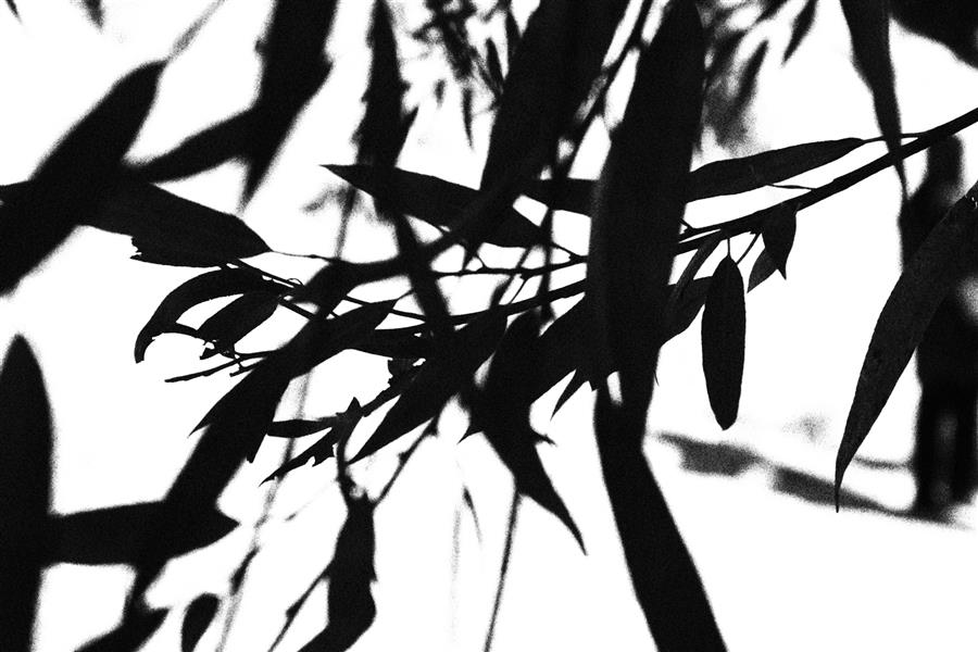 هنر عکاسی محفل عکاسی هانیه مرادی تصویر زیبای سیاه و سفید . برای #دکور خانه