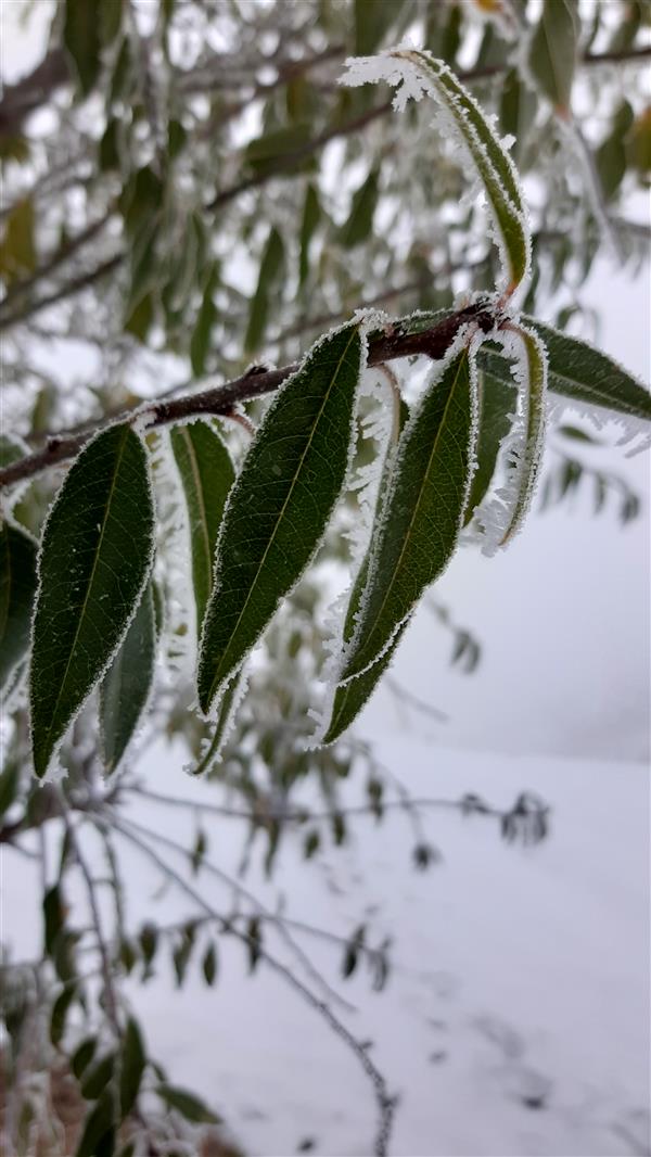 هنر عکاسی محفل عکاسی Fatemeh khorramgahi  Winter# 
2014
Fatemeh