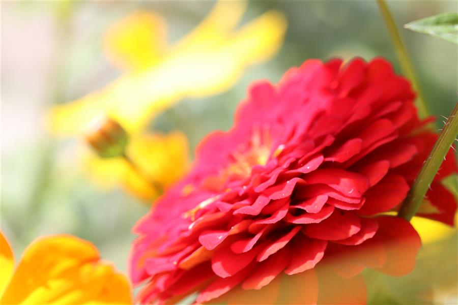 هنر عکاسی محفل عکاسی ادیسه لطفی 