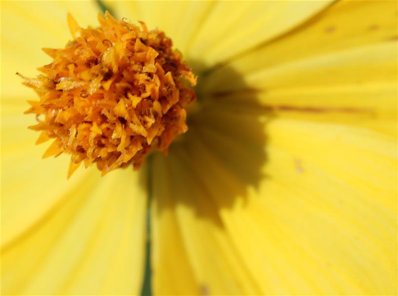 هنر عکاسی محفل عکاسی ادیسه لطفی 