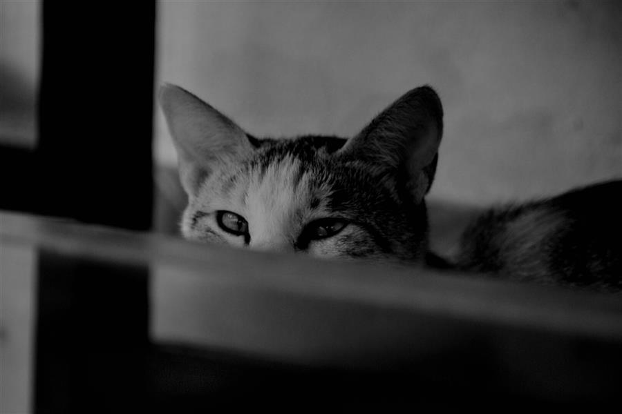 هنر عکاسی محفل عکاسی ساغر مجدی نام اثر : eyes of mystery