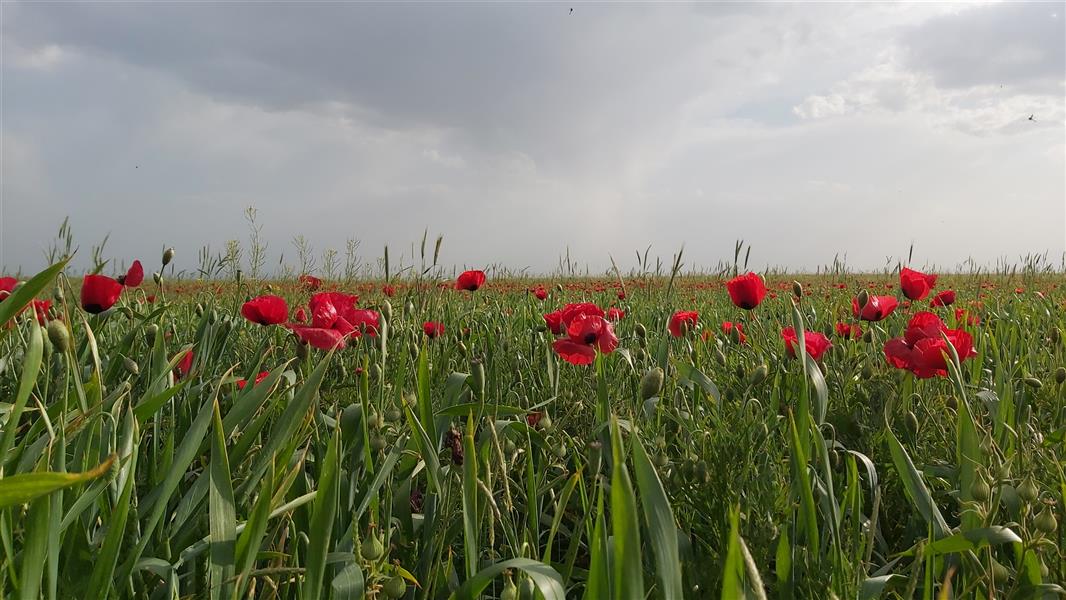 هنر عکاسی محفل عکاسی اکبر کانونی ردپای بهار