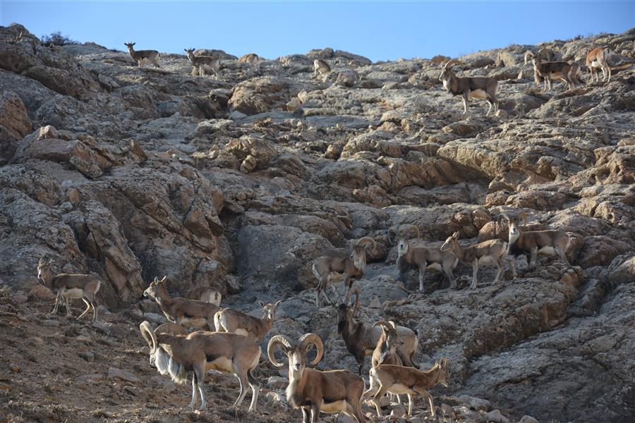 هنر عکاسی محفل عکاسی یونس مرادی پارک پردیسان بجنورد - سال 1394- قوچ کوهی- یونس مرادی