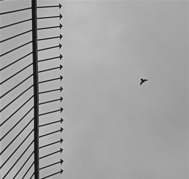 هنر عکاسی محفل عکاسی pouriamarhamati بر فراز میله ها

#مینیمال #minimal #سیاه سفید   #bnw