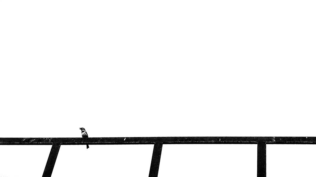 هنر عکاسی محفل عکاسی pouriamarhamati Untitled
#minimal#blackandwhite#مینیمال#سیاه_و_سفید