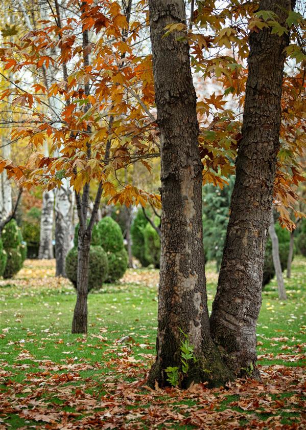 هنر عکاسی محفل عکاسی fatemehpav #طبیعت#منظره#فضای_باز#کانن
نام عکاس:فاطمه پاو