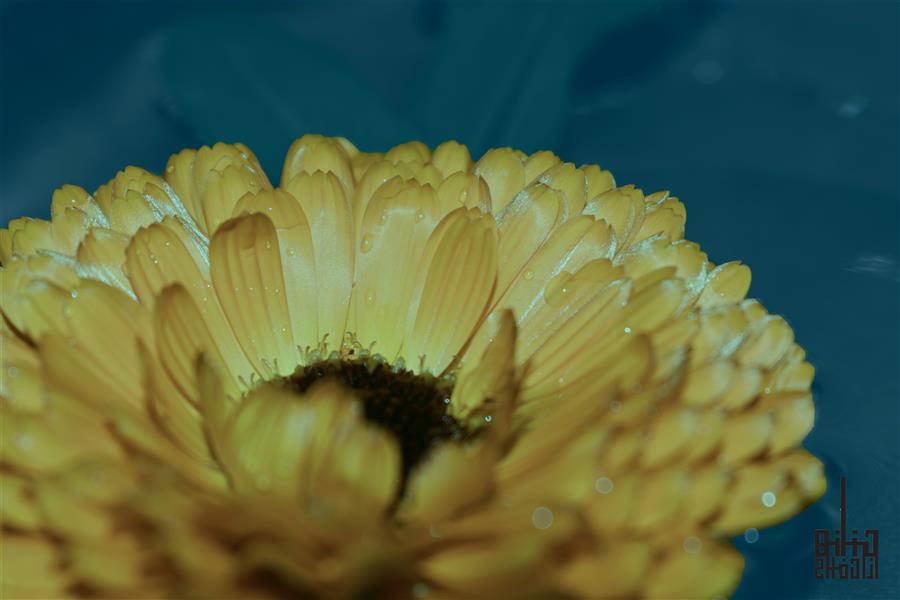 هنر عکاسی محفل عکاسی Hannah azad #نیکون #d5600 #flower 