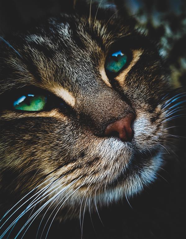 هنر عکاسی محفل عکاسی کیوان مینویی نام اثر : Asking
#cat #animal
