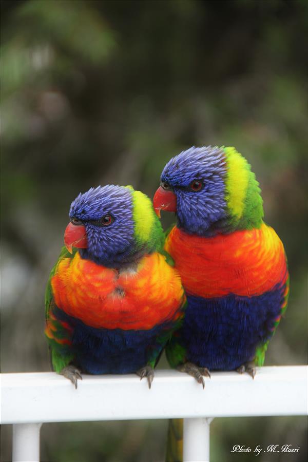 هنر عکاسی محفل عکاسی Mehdi Haeri Wild life
Happy Lorikeet
Sydney Au 2018