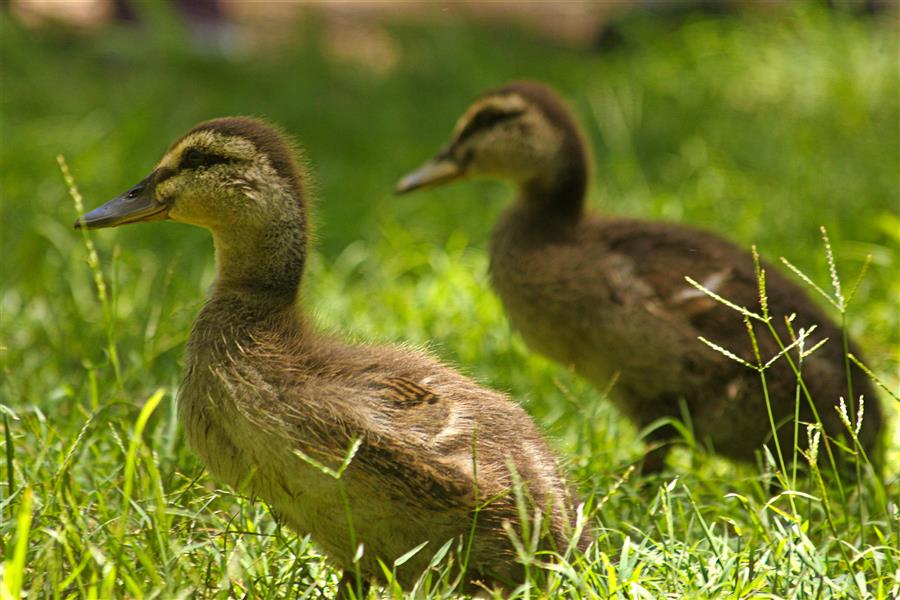 هنر عکاسی محفل عکاسی Mehdi Haeri Duckling