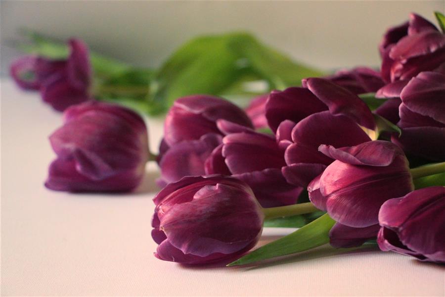 هنر عکاسی محفل عکاسی کاترین اسادوریان 