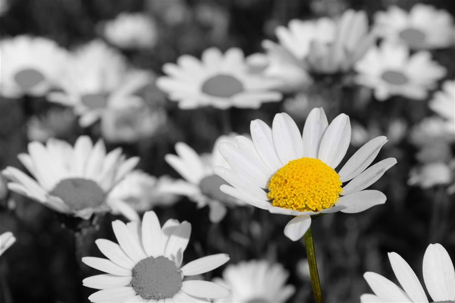 هنر عکاسی محفل عکاسی mahdi safazadeh #گل #طبیعت #selective_color