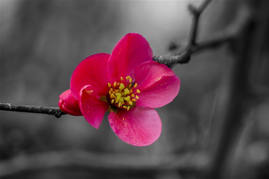 هنر عکاسی محفل عکاسی mahdi safazadeh #بهار #گل #طبیعت #selective_color