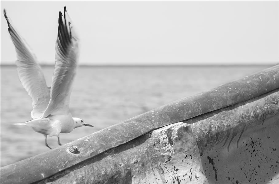 هنر عکاسی محفل عکاسی Nader Sharifi #پرنده#سکوت #طبیعت #مینیمال
نام اثر: همسفر
هنرمند:نادر شریفی
سال: 1400 - آشوراده