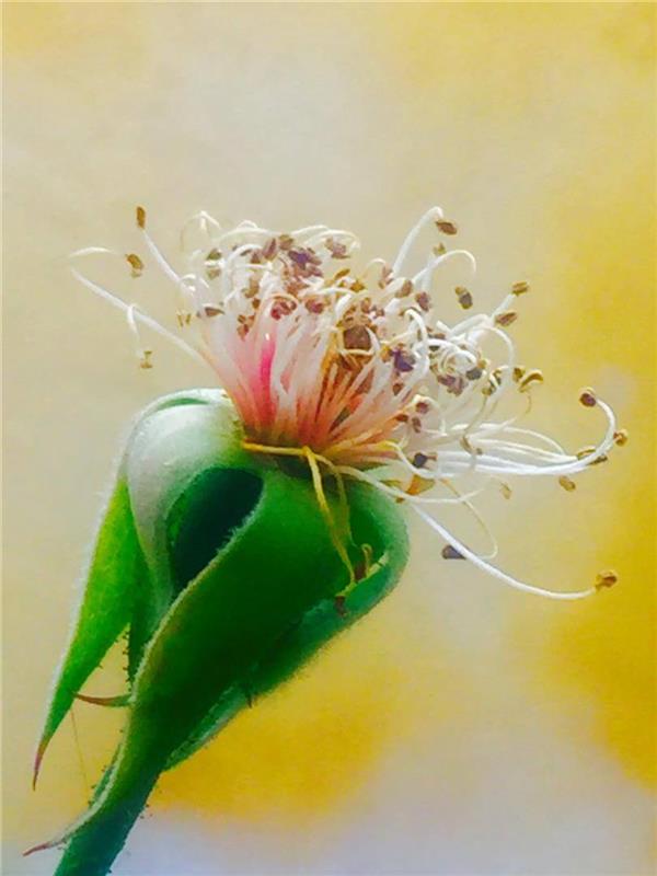 هنر عکاسی محفل عکاسی مهرگان تنها