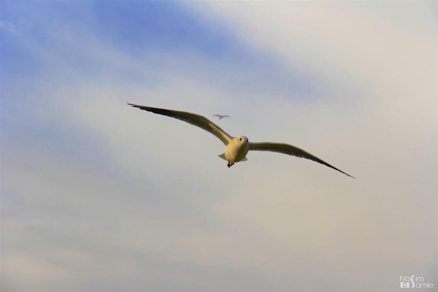 هنر عکاسی محفل عکاسی نسیم سمیع  باسلام؛ این اثر در اهواز گرفته شده است.
پرواز پرندگان مهاجر بر روی رودخانه‌ی کارون.

نام اثر: پرواز بر فراز موفقیت ...