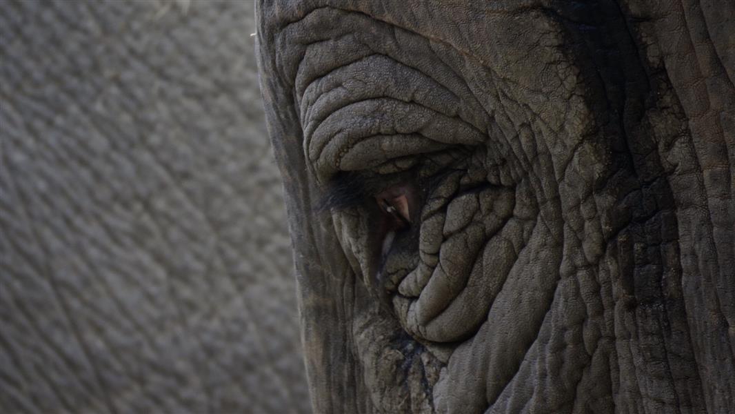 هنر عکاسی محفل عکاسی mostafafatemian نمایی دیگر از فیل