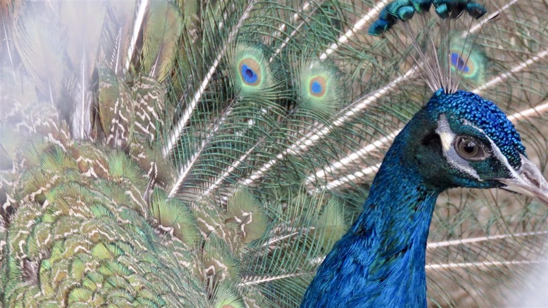 هنر عکاسی محفل عکاسی mostafafatemian دنیای هزار رنگ طاووس