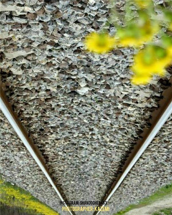 هنر عکاسی محفل عکاسی ASAl kazemi هنری