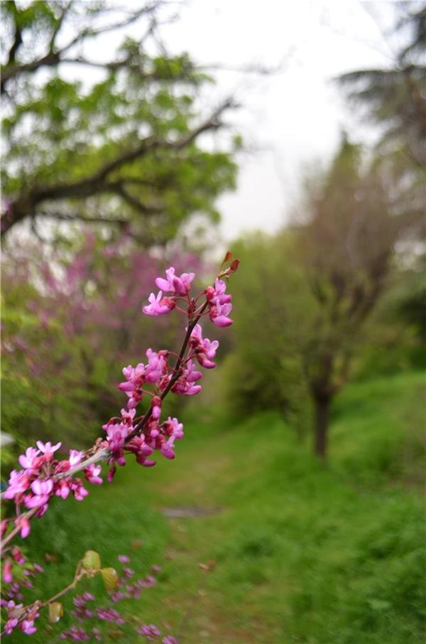 هنر عکاسی محفل عکاسی ASAl kazemi طبیعت بهار