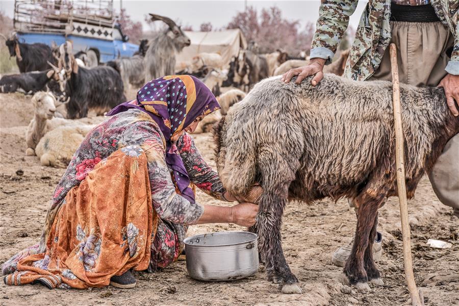 هنر عکاسی محفل عکاسی امیرسالار لاکچی عکاسی مستند شیراز photo by me