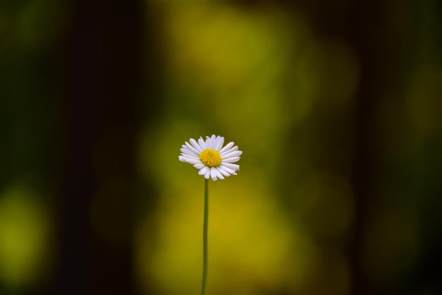 هنر عکاسی محفل عکاسی امیرسالار لاکچی flower
photo by amirsalar lakchi