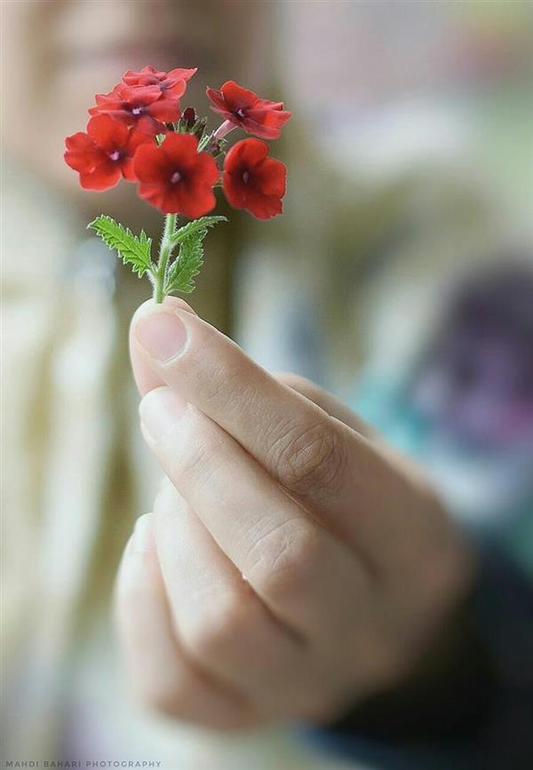 هنر عکاسی محفل عکاسی  مهدی بهاری تقدیم به همه هنردوستان عزیز