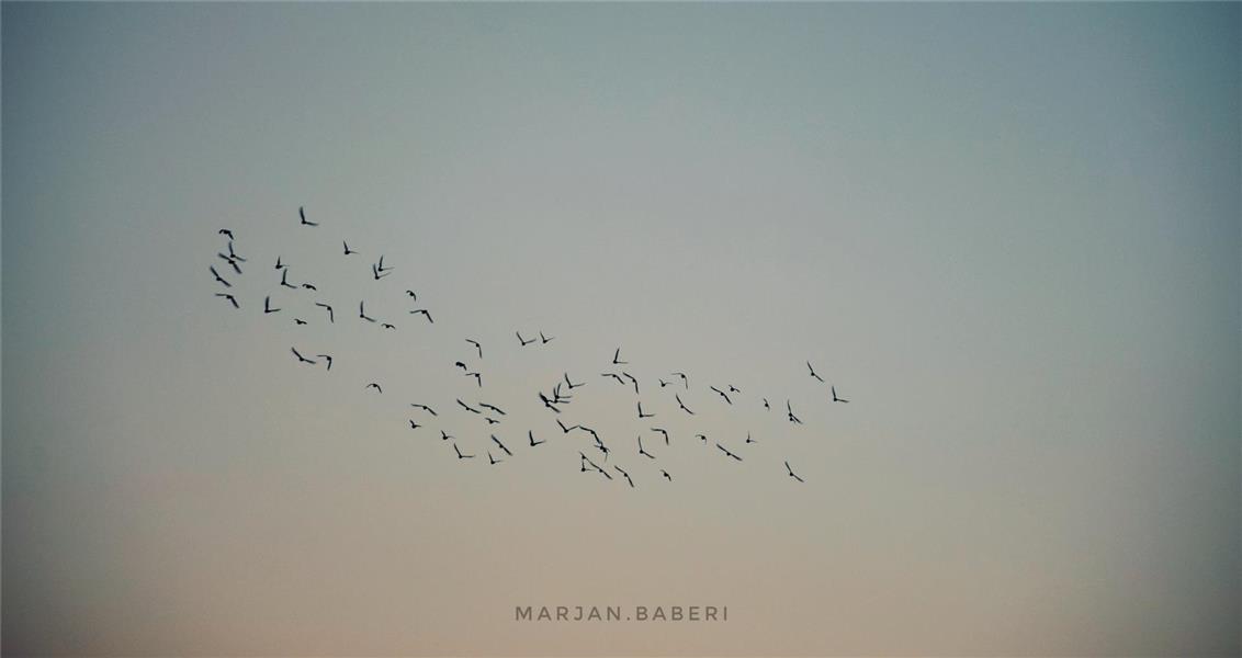 هنر عکاسی محفل عکاسی ʍarʝan FlY in sky🌌