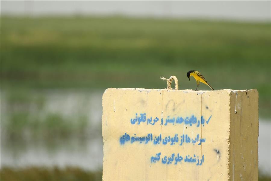 هنر عکاسی محفل عکاسی عادل عبدالهی
