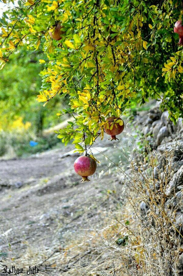 هنر عکاسی محفل عکاسی عادل عبدالهی 