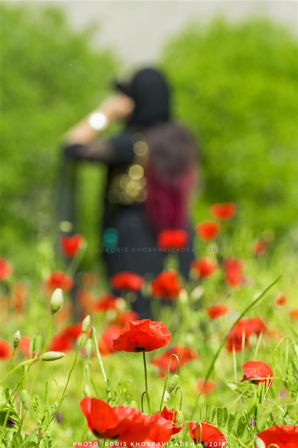 هنر عکاسی محفل عکاسی Edris Khosravizadeh از میان گلها...