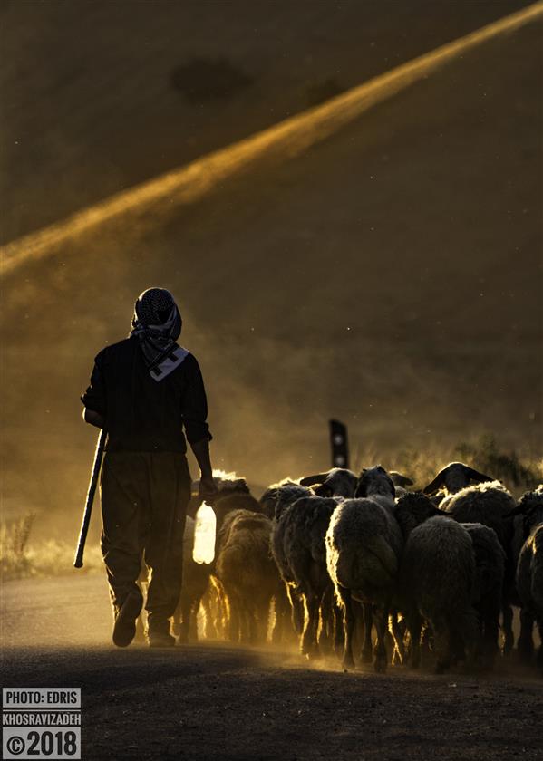هنر عکاسی محفل عکاسی Edris Khosravizadeh مرد چوپان و گوسفندانش در نور غروب

سایز ۵۰*۷۰
کاغذ سیلک
روی شاسی