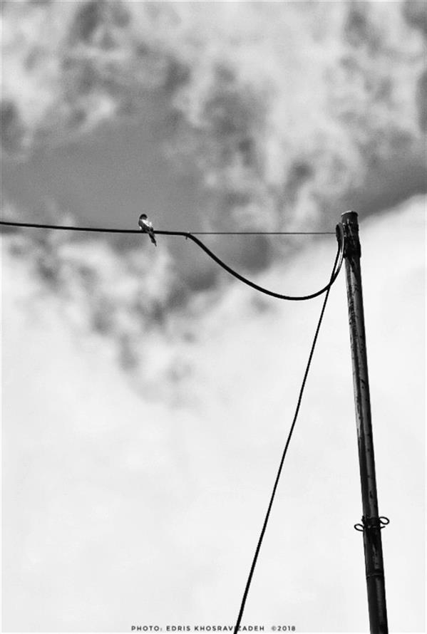 هنر عکاسی محفل عکاسی Edris Khosravizadeh #پرنده #سیاه_و_سفید