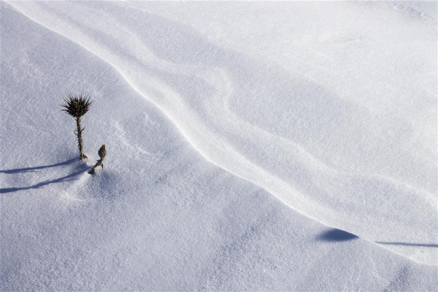 هنر عکاسی محفل عکاسی سمیراعلایی برف
#بدف#زمستان#گل#