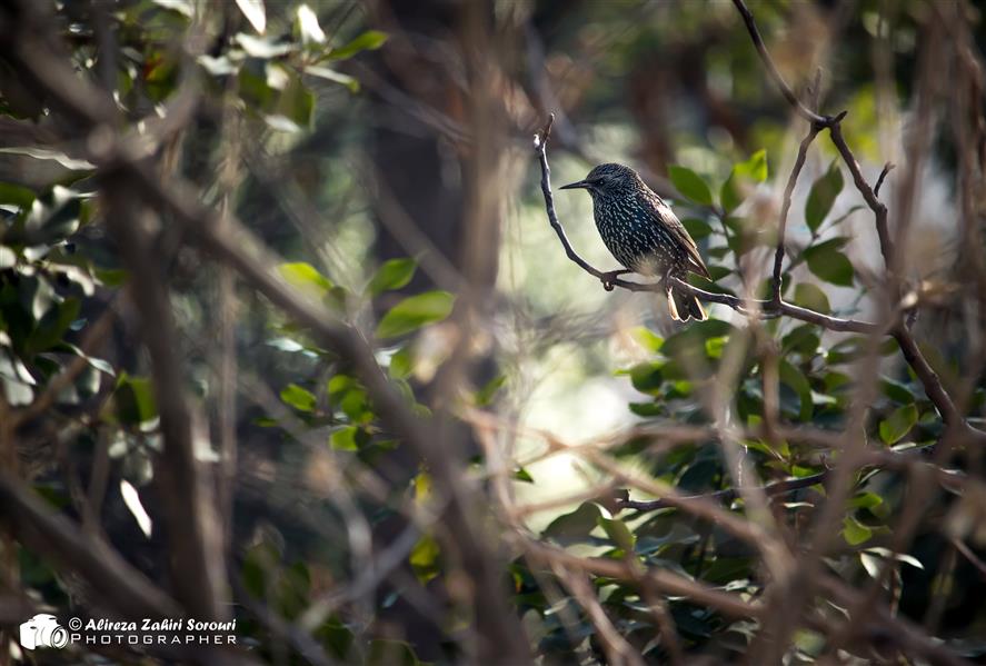 هنر عکاسی محفل عکاسی علیرضا ظهیری سروری پرنده سار معمولی Common Starling